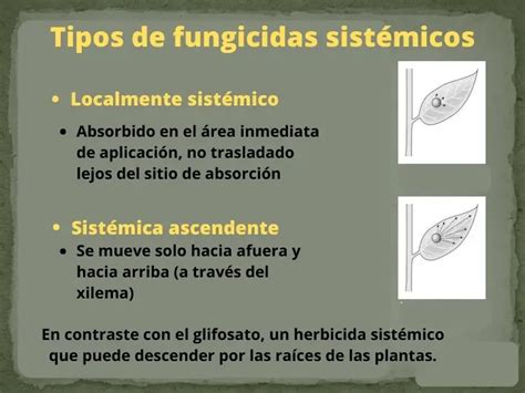 Fungicida Sistémico Todo Lo Que Necesita Saber Wiki Agronomia