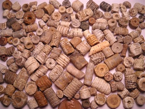 Indian Beads - Fossil Hunting Trips - The Fossil Forum