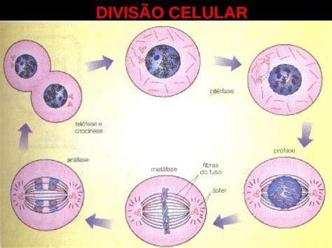 Ppt DivisÃo Celular Como Unidade Estrutural E Funcional Dos Seres