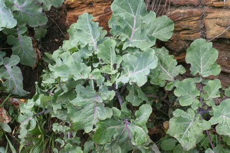 Brassica Oleracea - Wild cabbage