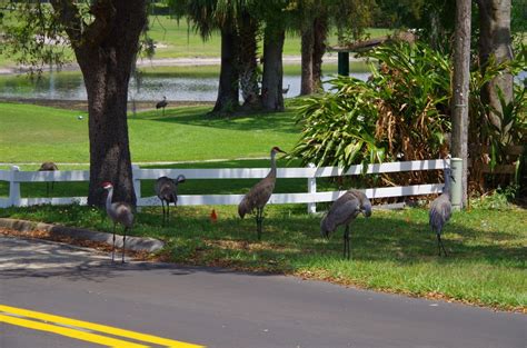 sand hill cranes - Pentax User Photo Gallery