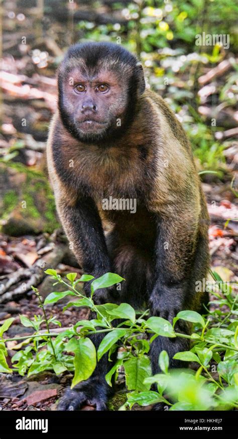 Tufted Capuchin Monkey Hi Res Stock Photography And Images Alamy