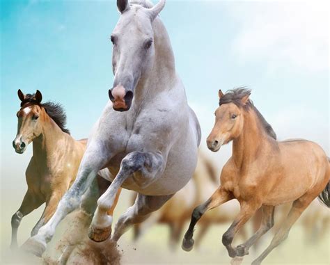 three white and brown horses #horses #running #freedom #5K #wallpaper #hdwallpaper #desktop ...