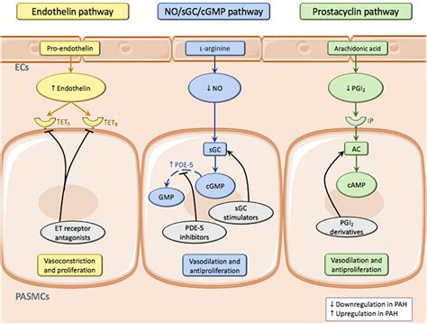 The Prostacyclin Analogue Treprostinil In The Treatment Of Pulmonary