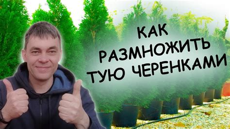 Черенки ТУИ пустят корни моментально! Как укоренить черенки ТУИ. Как ...