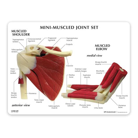 Mua GPI Anatomicals Mini Muscled Joint Model Set Hip Shoulder Knee