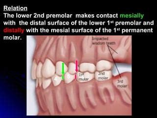 Mandibular Premolars Ppt