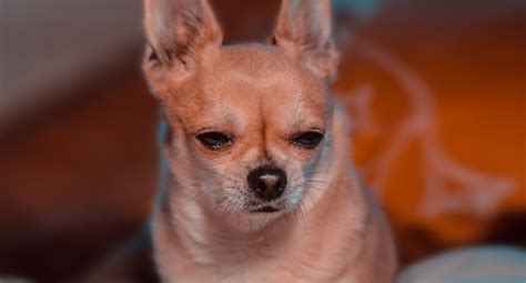 Find Out Why Is Your Chihuahua Losing Appetite I Love Chihuahua