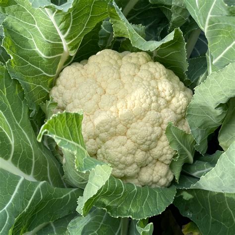 Cauliflower Seeds Lazy Dog Farm