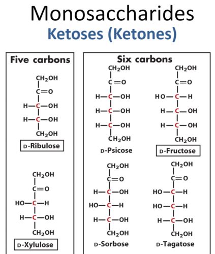 Chapter Carbs And Glycobiology Flashcards Quizlet