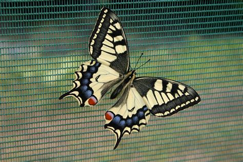 Swallowtail Butterfly Free Photo Download | FreeImages