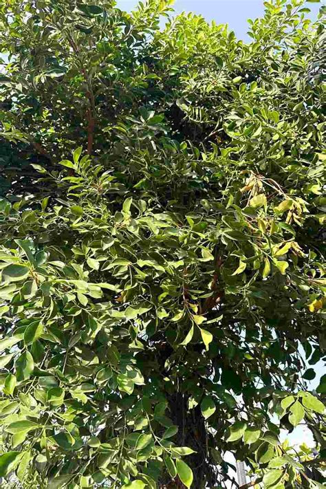 Buy Ficus Benjamina Green Tree Plantshop Me Uae