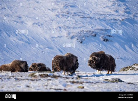 The Muskox With Scientific Name Ovibos Moschatus In Dovrefjell