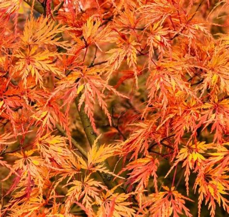 Acer Palmatum Var Dissectum Ornatum Farmyard Nurseries