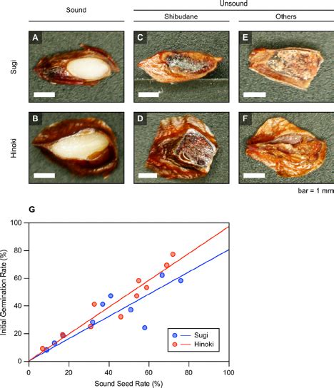 Anatomical features of sound and unsound seeds of Cryptomeria japonica ...