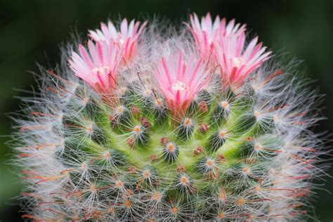 Mammillaria A Spiny Beauty In A Pot