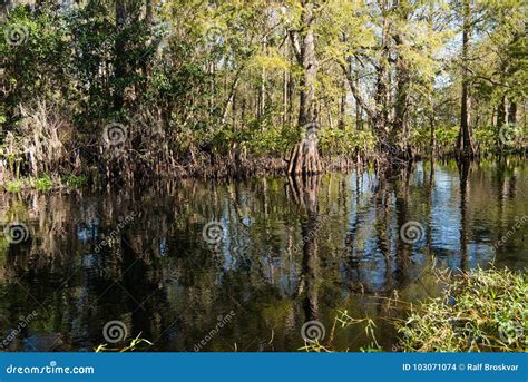 Cypress Swamp In Florida Stock Photo Image Of Lake 103071074