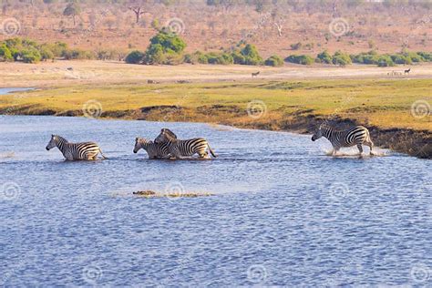 Zebras Crossing Chobe River Stock Image Image Of National Animal