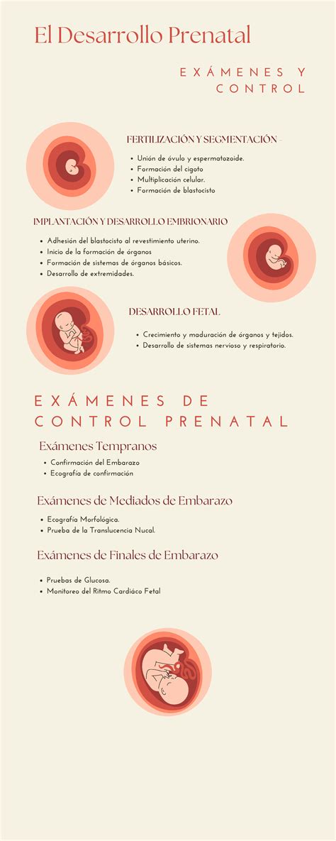 El Desarrollo Prenatal E X Á M E N E S Y C O N T R O L El Desarrollo Prenatal Unión De óvulo Y