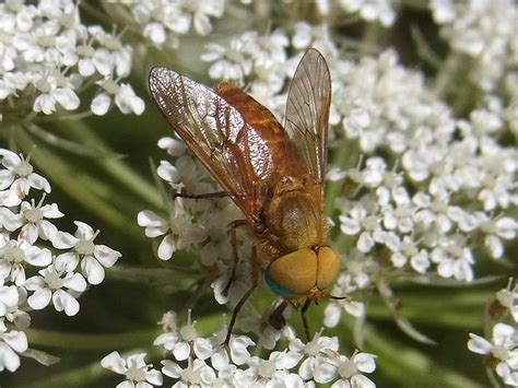 Grünaugen Bremse Green Eyed Horse Fly Silvius Alpinus Flickr