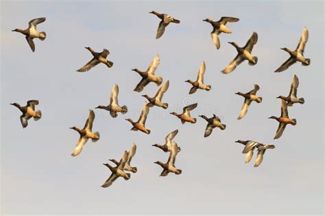 Flock of Flying Ducks during the Spring Migration Stock Photo - Image ...