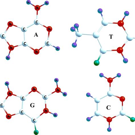 Optimized Structures Of Cytosine C Thymine T Adenine A And