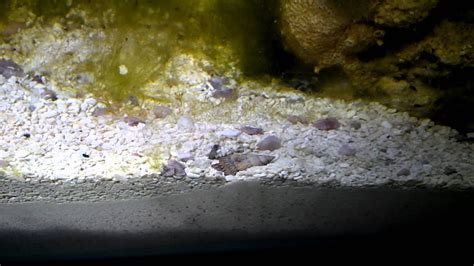 Nassarius Snail Burrowing Youtube