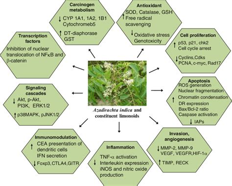 1 Molecular Targets Of Neem And Its Constituent Phytochemicals