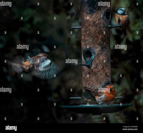 British birds on feeder Stock Photo - Alamy