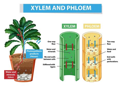 xylem diagram  labels ib biology notes  plant structure