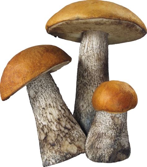 Mushroom Png Image