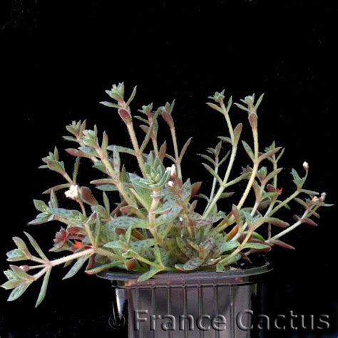 Crassula Exilis Var Cooperi