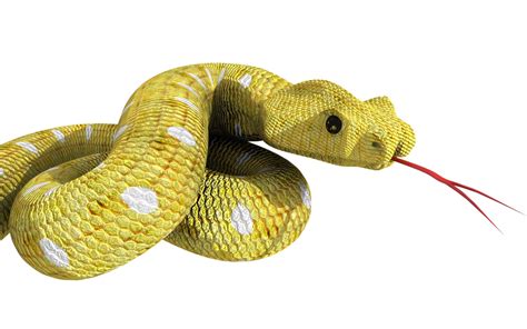 Snake 3D model - Download Free 3D models