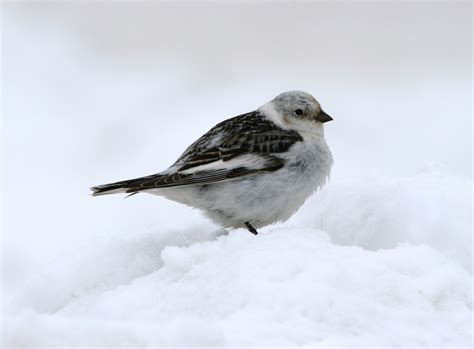 Snow Bunting photos and wallpapers. Collection of the Snow Bunting pictures