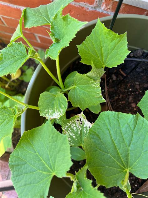 Whats Wrong With My Cucumber Plants R Gardening