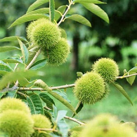 Castanea Mollissima Chinese Chestnut Position Watering Fertilization Pruning