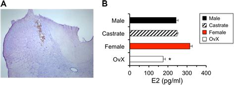 Frontiers Sex Differences In Estradiol Secretion By Trigeminal