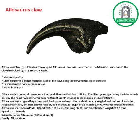 Allosaurus Claw Fossil Replica 7 Inches Life Size Dinosaur Claw