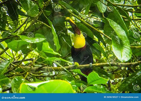 Toucan eating fruit stock image. Image of green, beak - 269618527