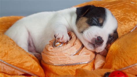 Cute Puppy Sleeping Hd - 2560x1440 Wallpaper - teahub.io