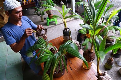 Bonsai Pohon Kelapa dengan Ukiran