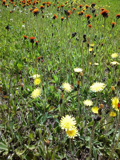 Orange And Yellow Hawkweed Hieracium Aurantiacum Orange Flickr