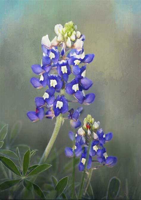 State Flower Of Texas Photograph By David And Carol Kelly Fine Art