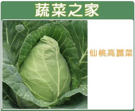 【蔬菜之家滿額免運】b09仙桃高麗菜種子100顆日本進口仙桃甘藍，四季結球尾端皆呈現尖尾，口感較脆 露天市集 全台最大的網路購物市集