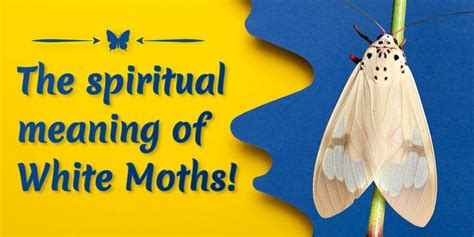 The Spiritual Meaning Of White Moths