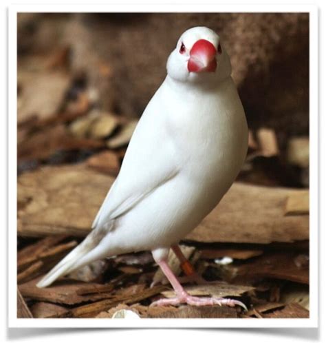 Buy Java Rice Finch White Online Novan Birds For Sale