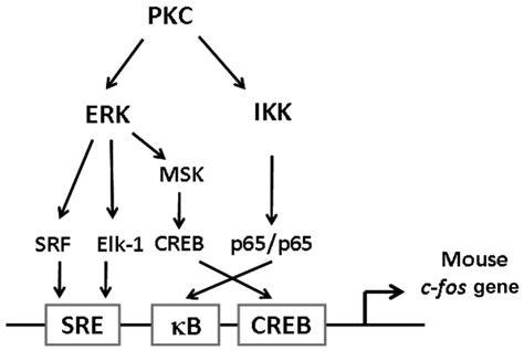 In Addition To The Recognized Erk Stimulated Pathways Required For