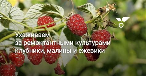 Ухаживаем за ремонтантными культурами клубники, малины и ежевики ...