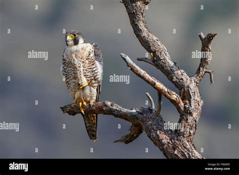 Peregrine Falcon In Tree Hi Res Stock Photography And Images Alamy