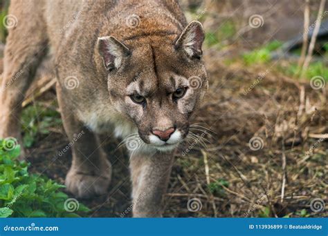 Puma Puma concolor stock image. Image of nature, carnivore - 113936899